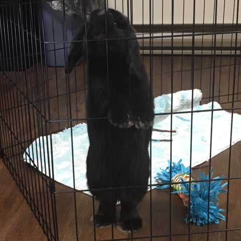 Pet Rabbit in Cage at Kadima at Luzerne Nursing and Rehabilitation Facility